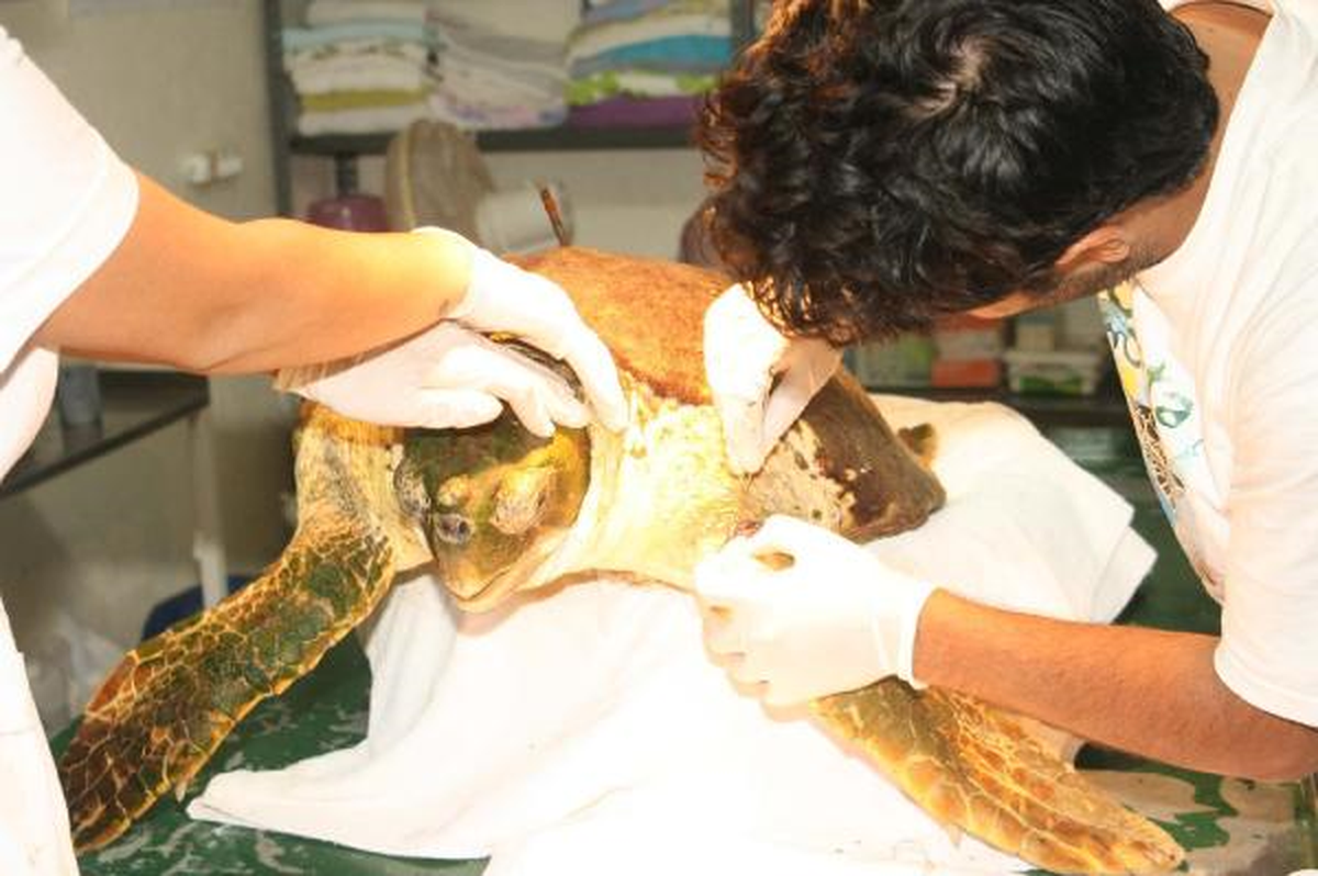 Zıpkınla Caretta Vurdular