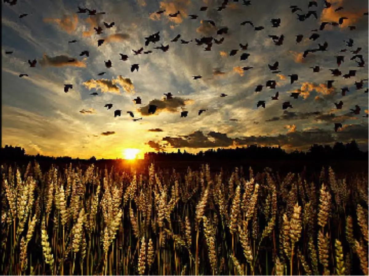 Dünya Tahıl Üretimi, "Doyurmaya Yetmeyecek"