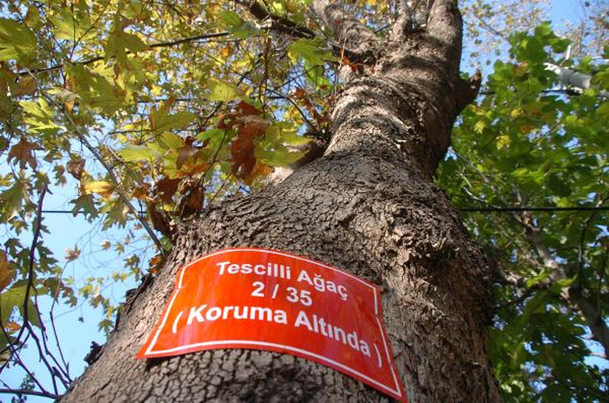 Koruma Altındaki Ağaçlara Tabela