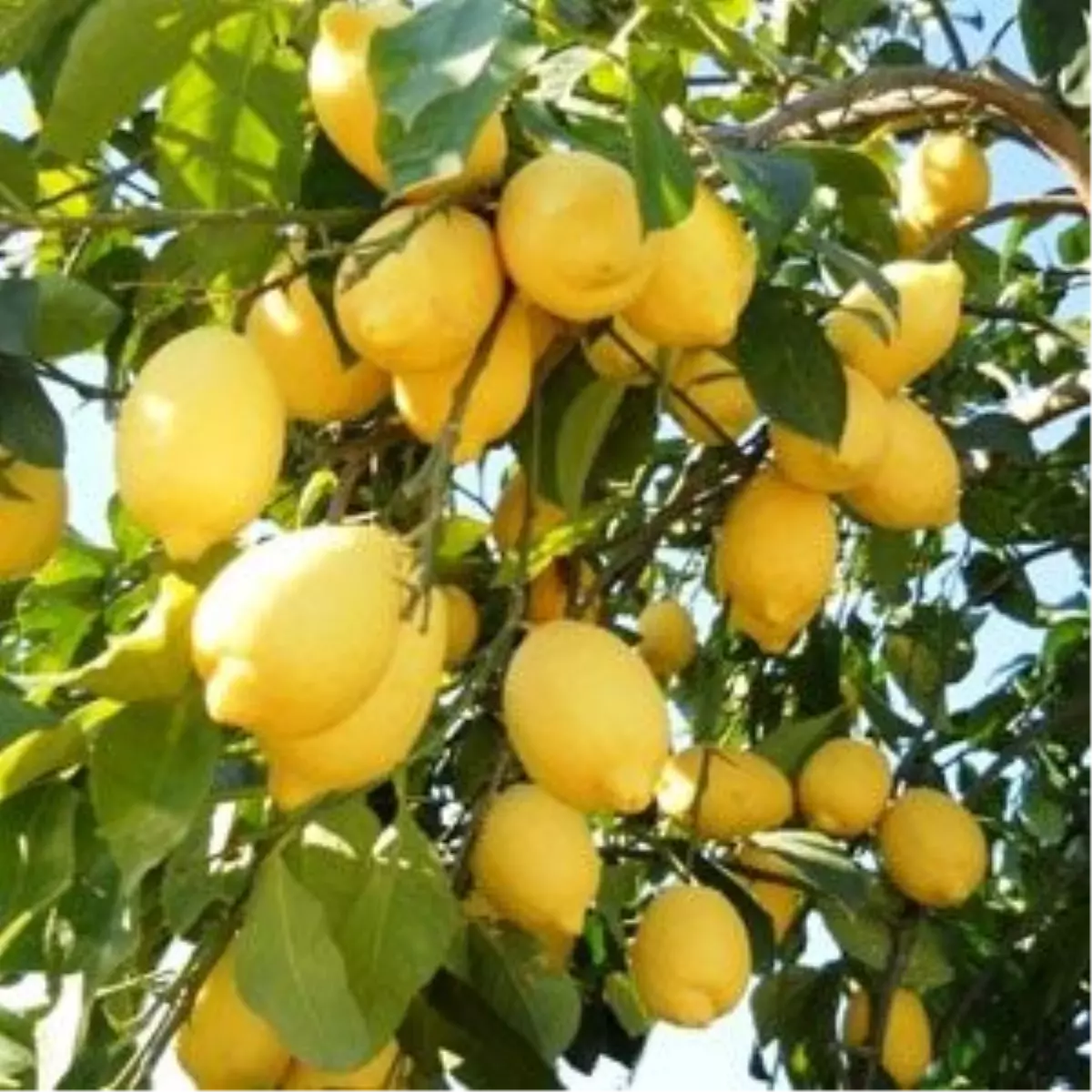 Limon, Üreticisinin Yüzünü Ekşitmedi