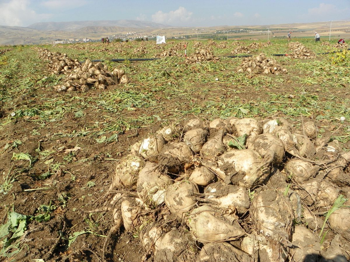 Malatya\'da Pancar Üretiminde Büyük Düşüş