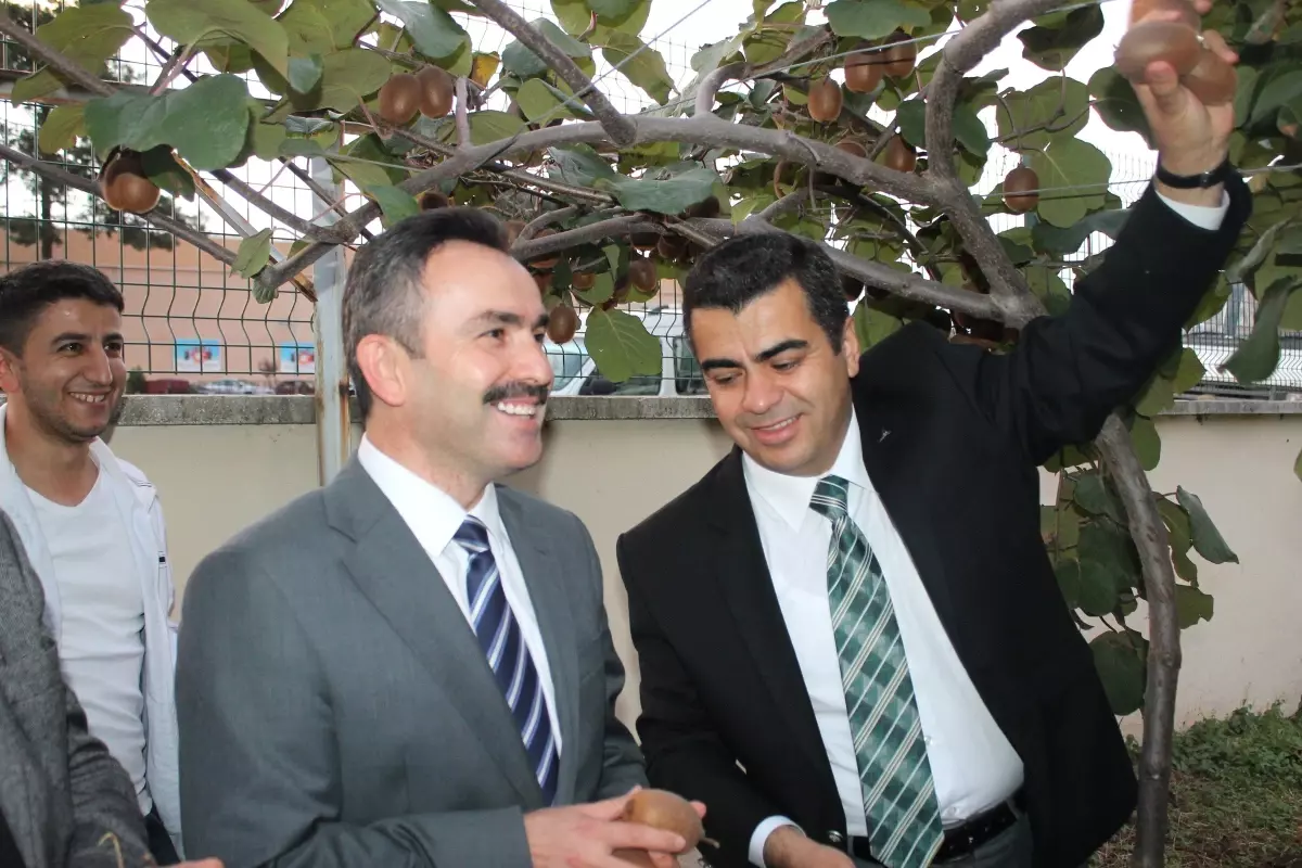 Ordu\'da Kivi Hasat Şenliği