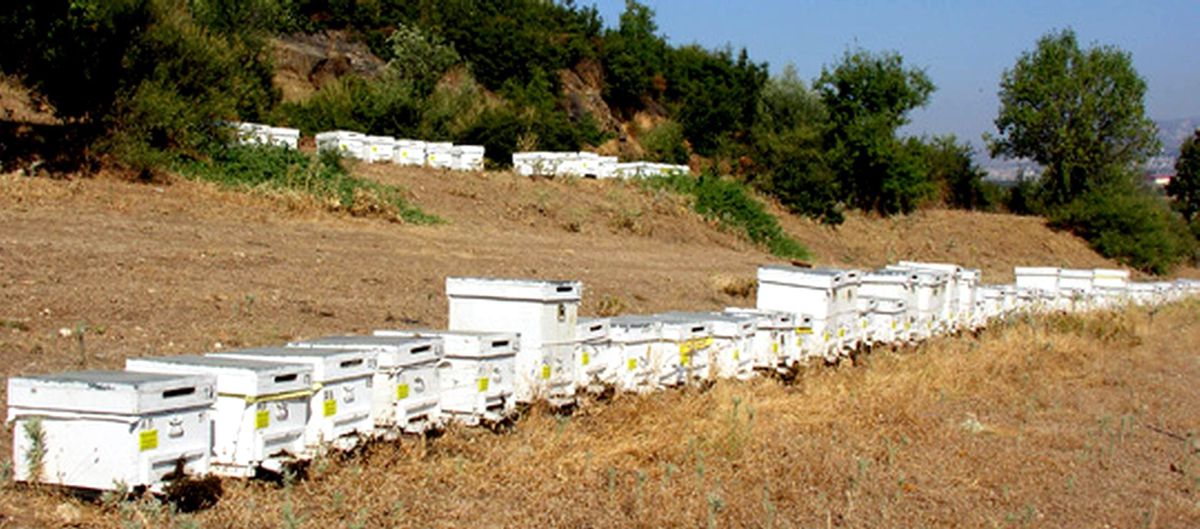 Arıcılara Destekleme Müjdesi