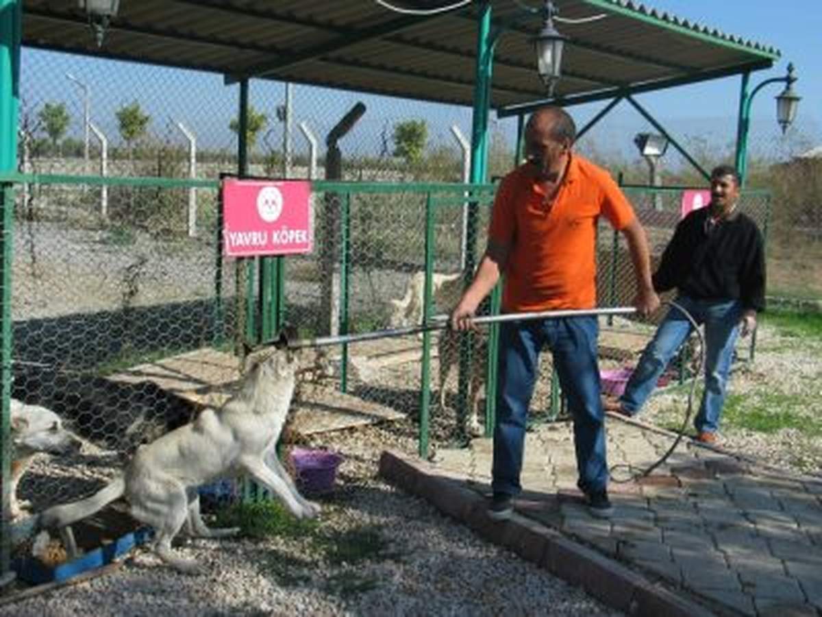 Elazığ Belediyesi Veteriner Müdürlüğü İş Başında