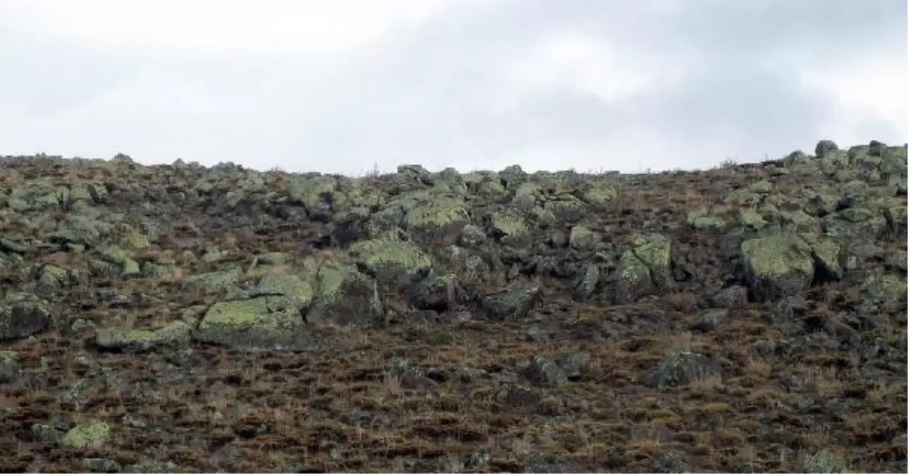 Erciyes Dağı Liken Florası Zengini