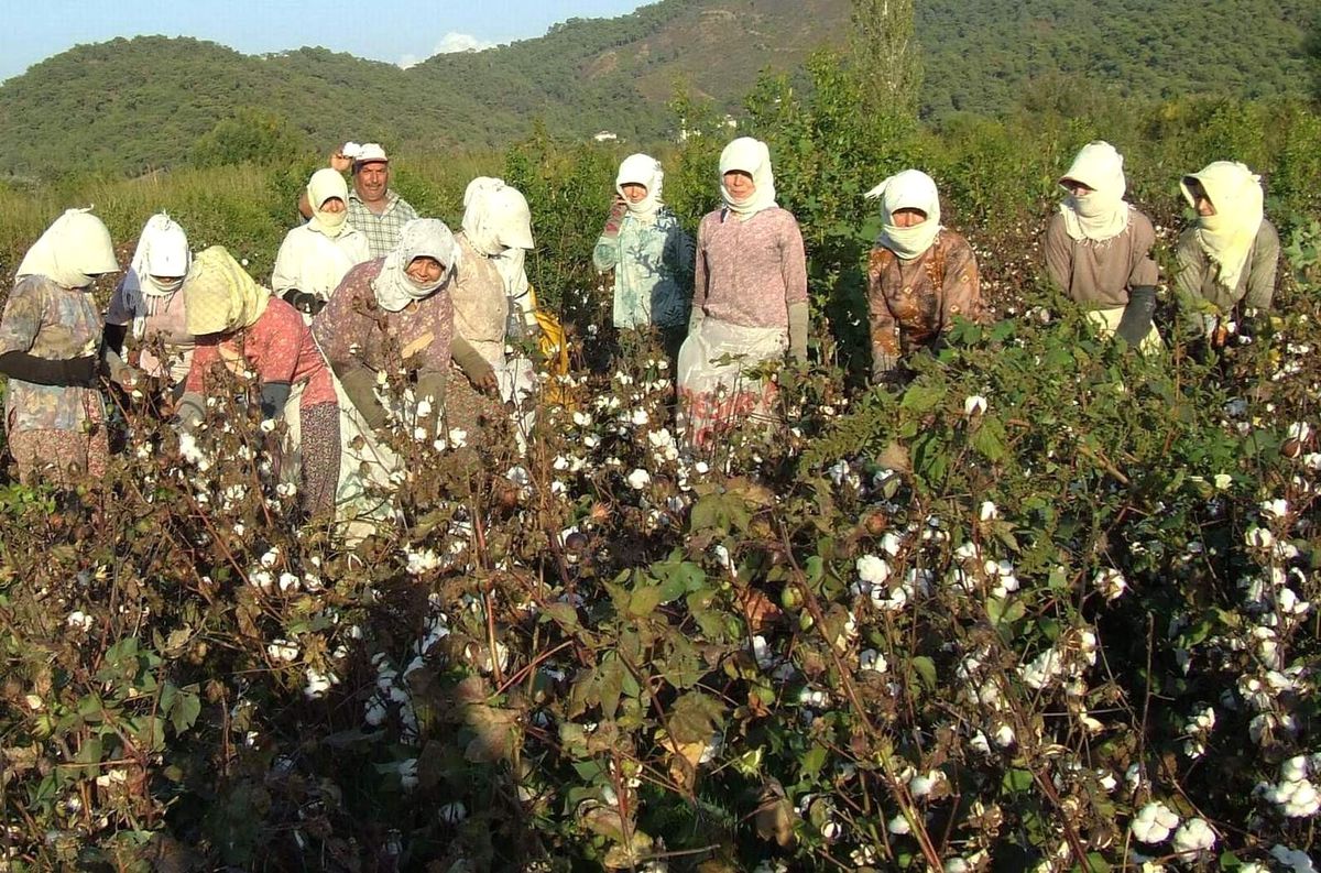 Fiğ Bitkisi ile Yeşil Gübreleme Pamukta Verimi Artırıyor