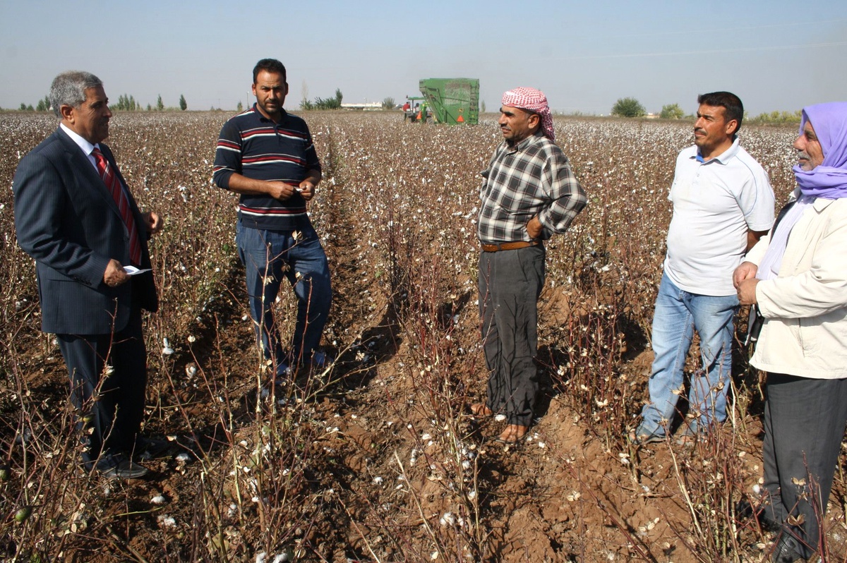 Harran Ziraat Odası Pamuk Fiyatlarına Tepkili