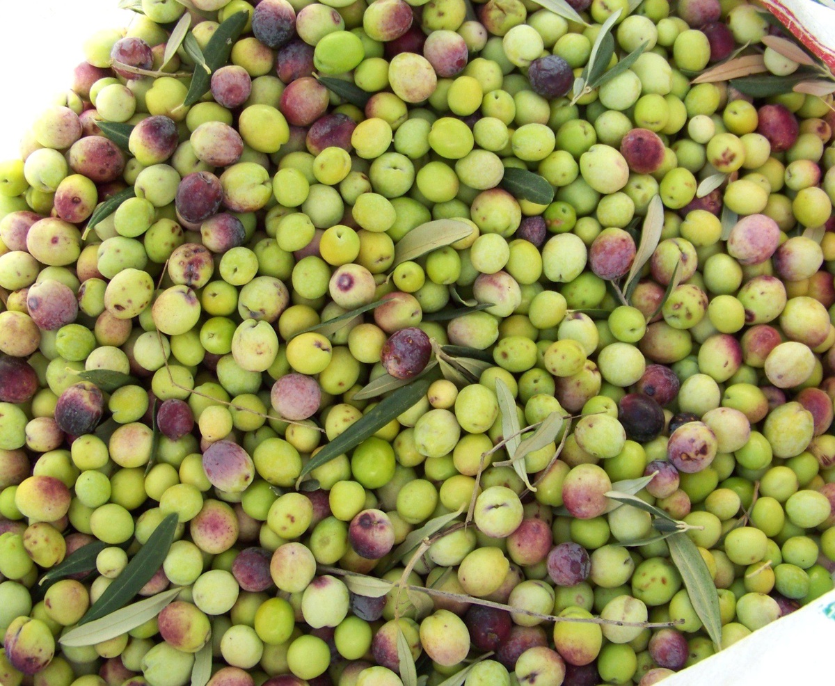 Mut\'ta Zeytin Üreticisi Emeğinin Karşılığını Alıyor