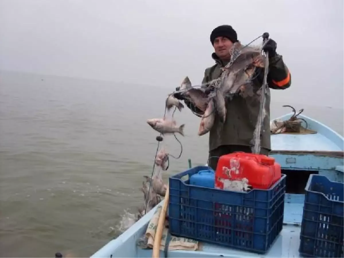 Palamut Bitti, Sazan İhracatı Arttı