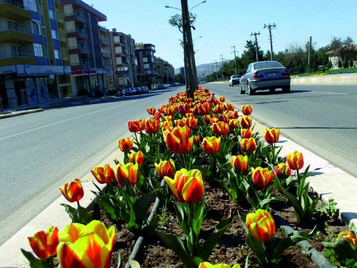 Şanlıurfa\'ya 1 Haftada 500 Bin Çiçek Dikilecek