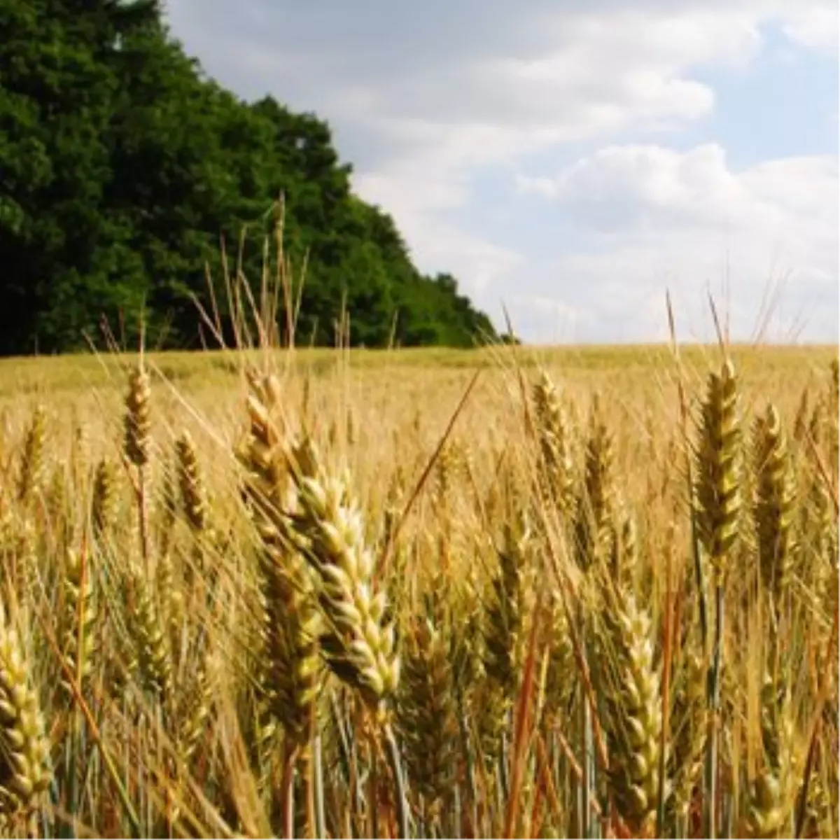 Uşak Ticaret Borsası
