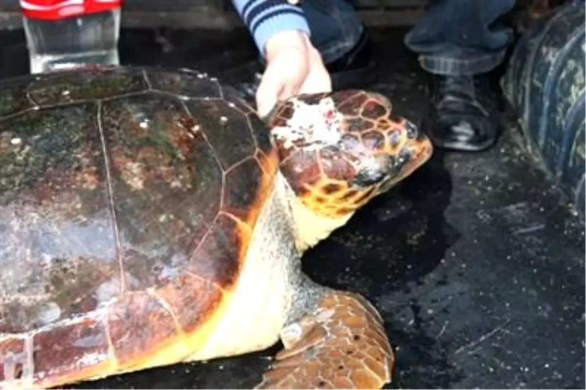 Yaralı Caretta Caretta Karaya Vurdu