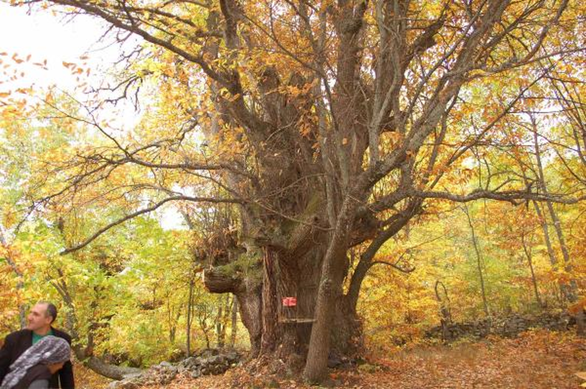 Dört Asırlık Kestane Ağacı