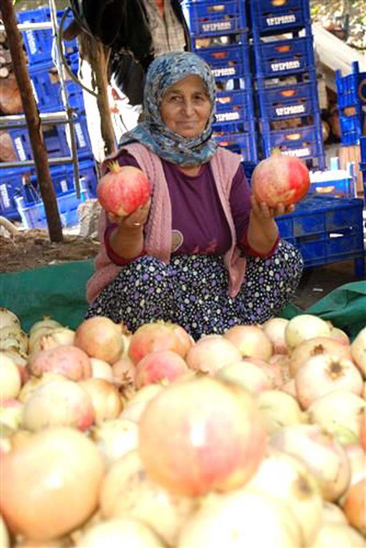 Keben Narında Hasat Başladı