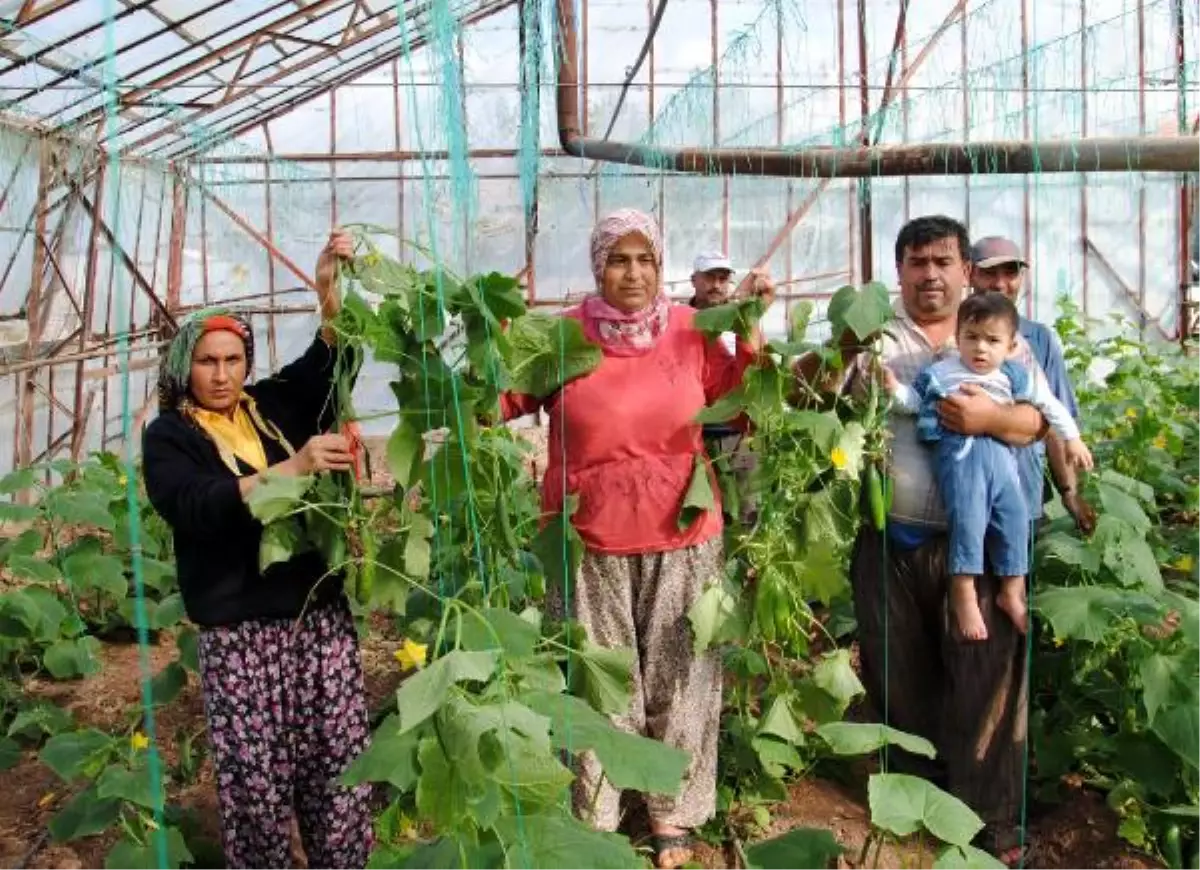 Salatalık Fiyatı Taban Yaptı, Üretici Söküme Başladı