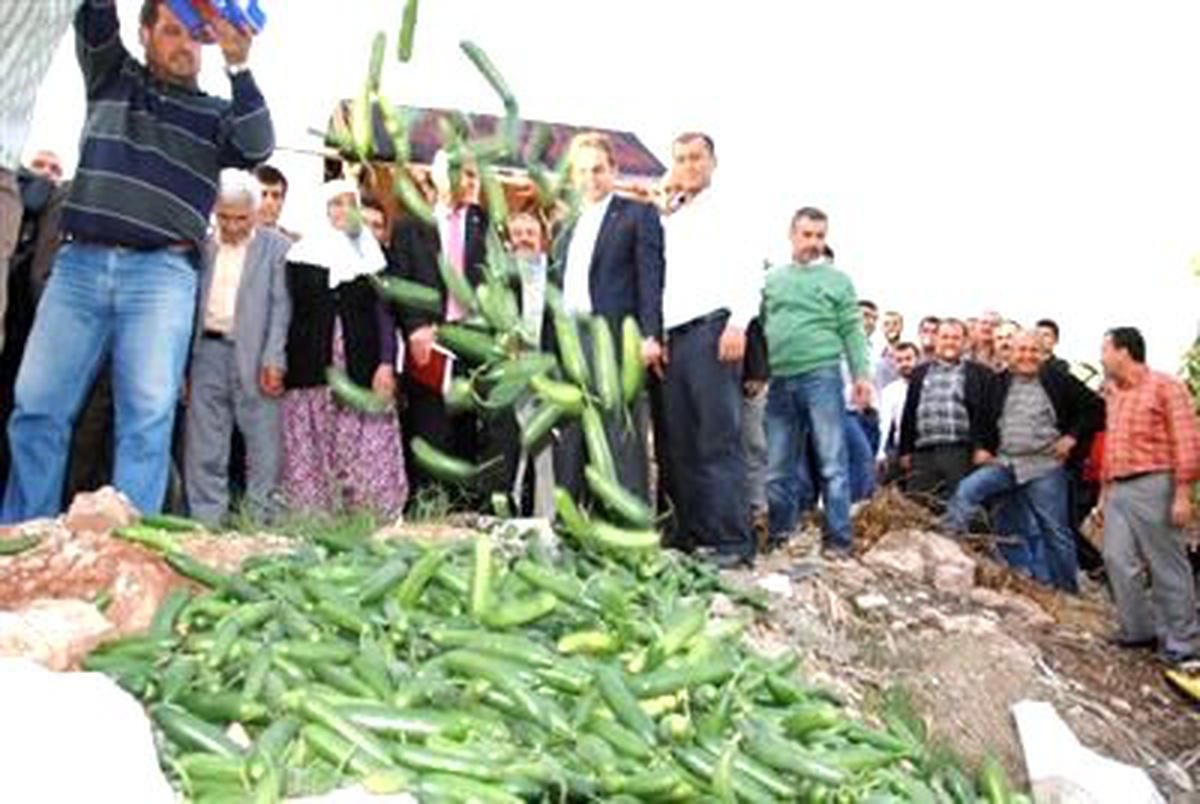 Salatalık Fiyatı Taban Yaptı, Üretici Söküme Başladı (2)