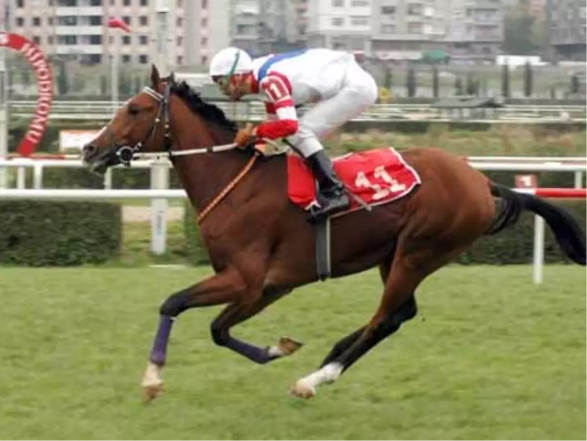 "Şampiyonlar" Yetiştiren Çiftlik