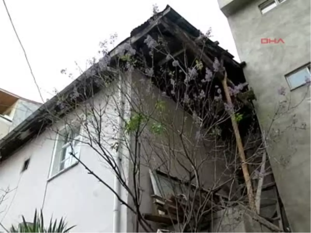 Sivas Sümbül Ağacı Kasımda Çiçek Açtı Sümbül Ağacı Kasımda Çiçek Açtı Sivas\'ın Suşehri İlçesi\'nde,...