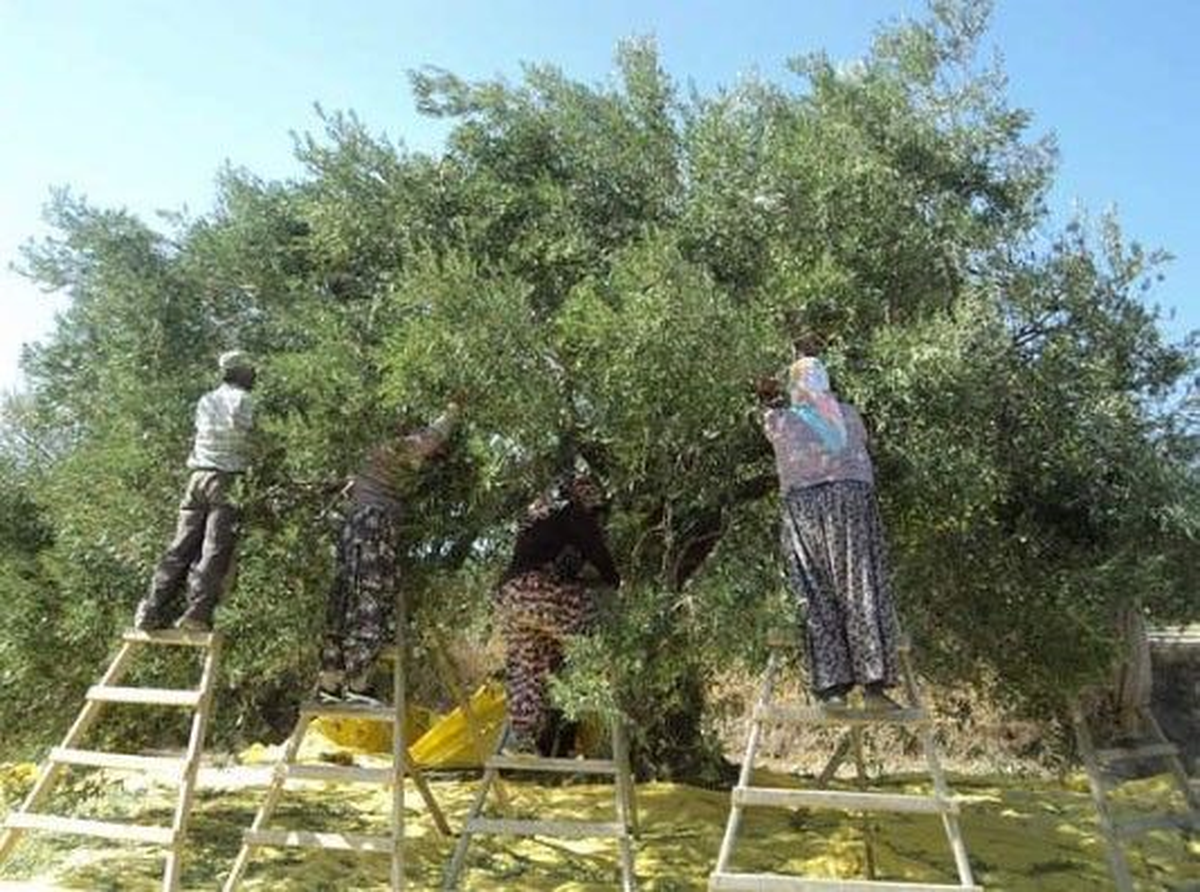 Söke\'de Zeytin İşçiliği Yevmiyeleri Belirlendi