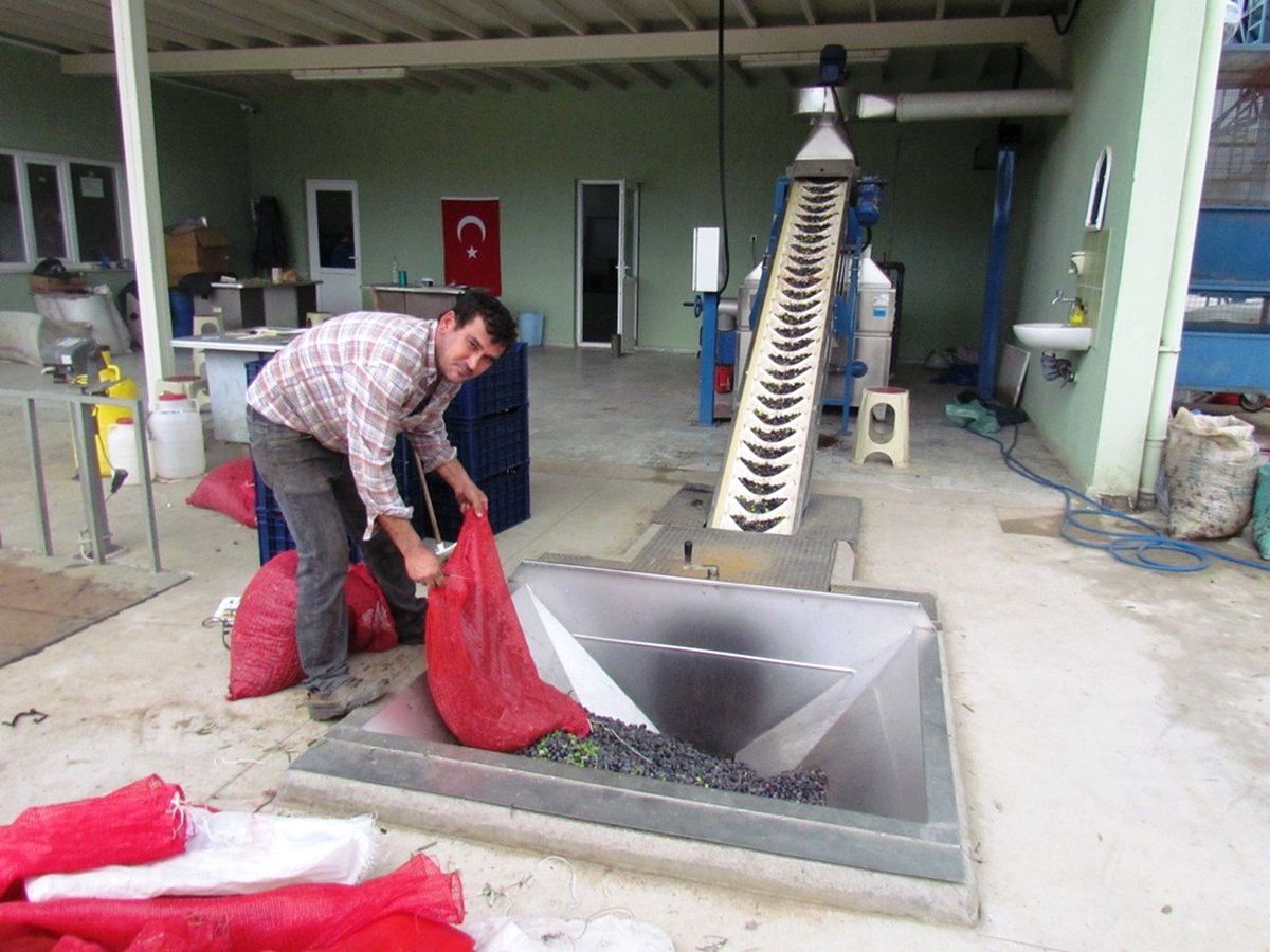 Tariş, Ödemiş\'te Zeytinyağı Sezonunu Açtı