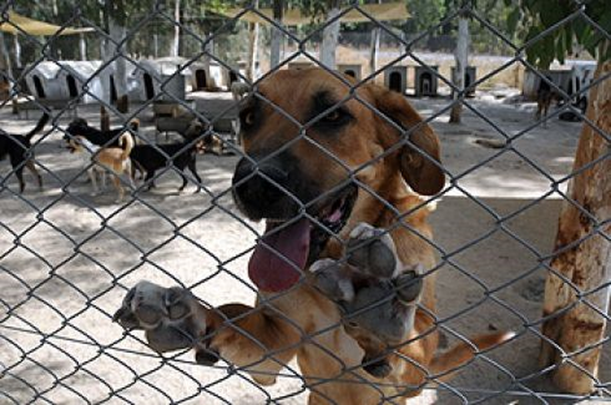 Tayland\'da 200 Köpek Mezbahane\'den Kurtarıldı