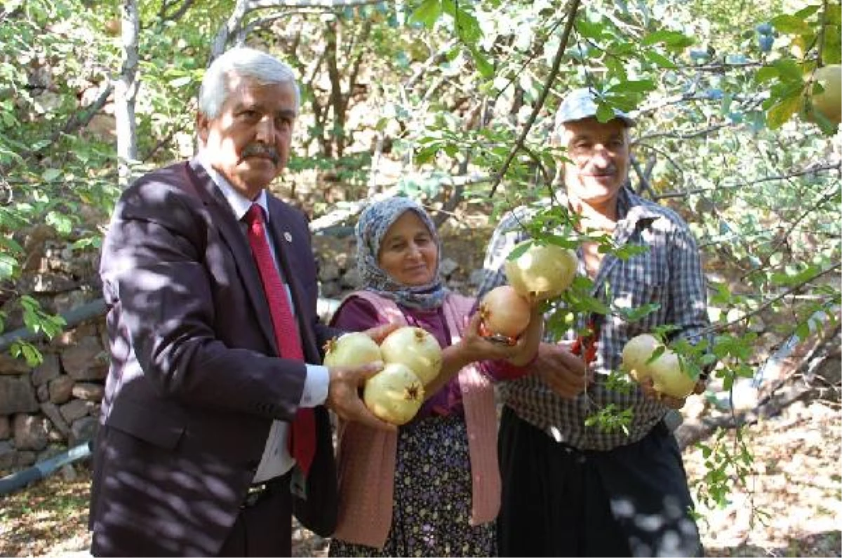 Tescilli Narın Hasadına Başlandı