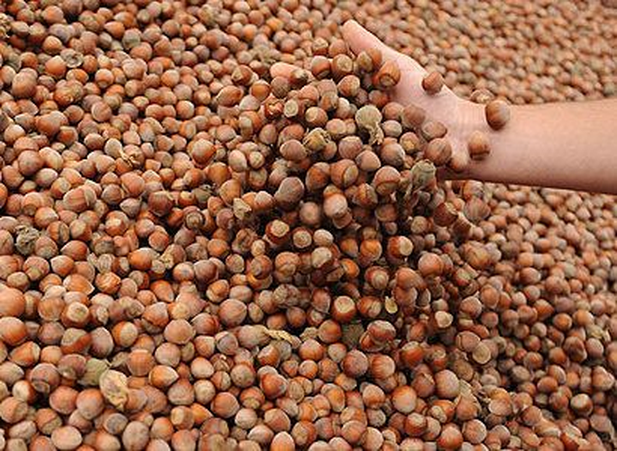 Türkiye\'nin Fındık İhracatı