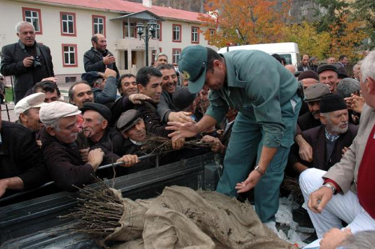 Ardahan\'da Ceviz İzdihamı