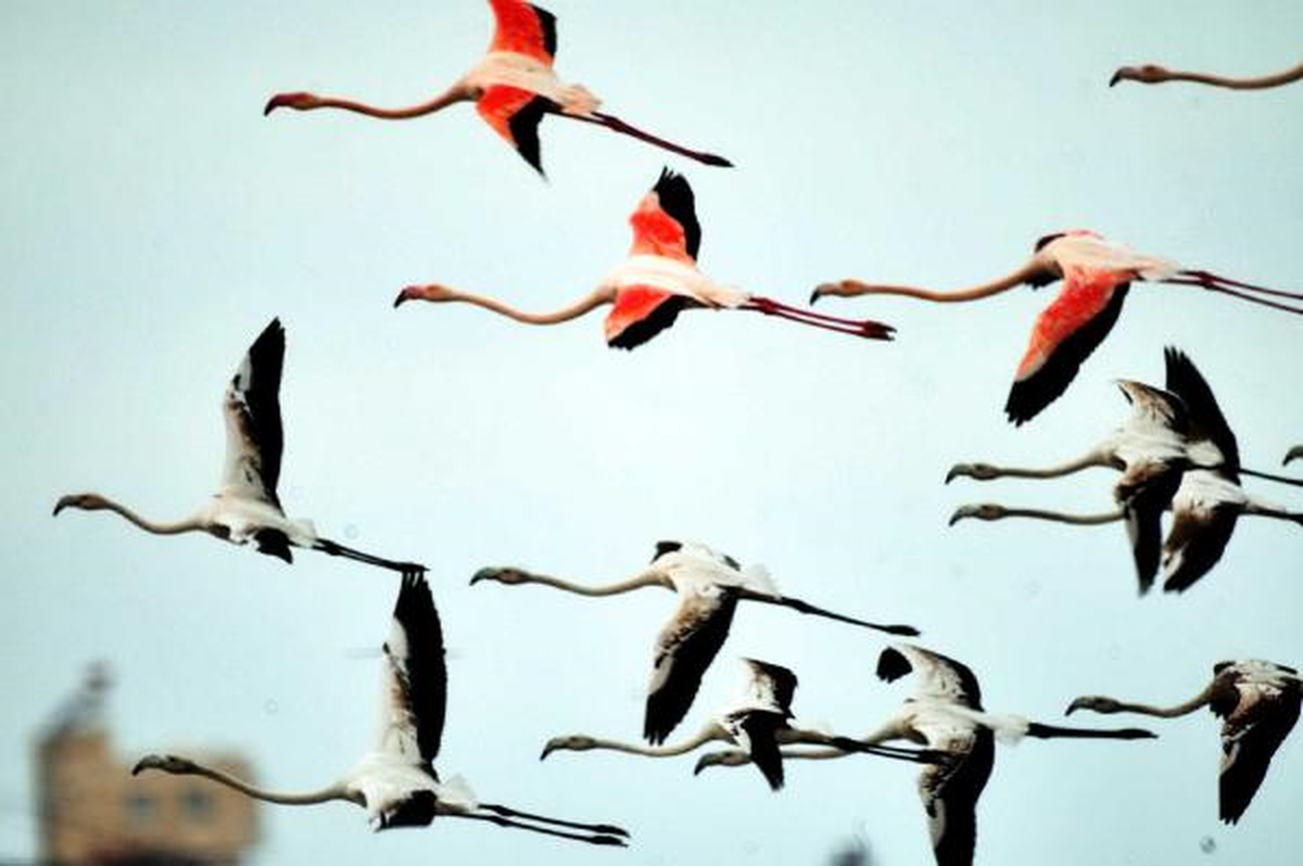 Flamingolar Erken Geldi