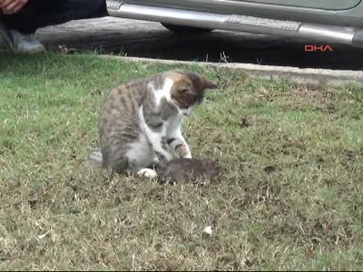 Gazipaşa Muzur Kedi Fareyle İşte Böyle Oynadı Muzur Kedi Fareyle İşte Böyle Oynadı