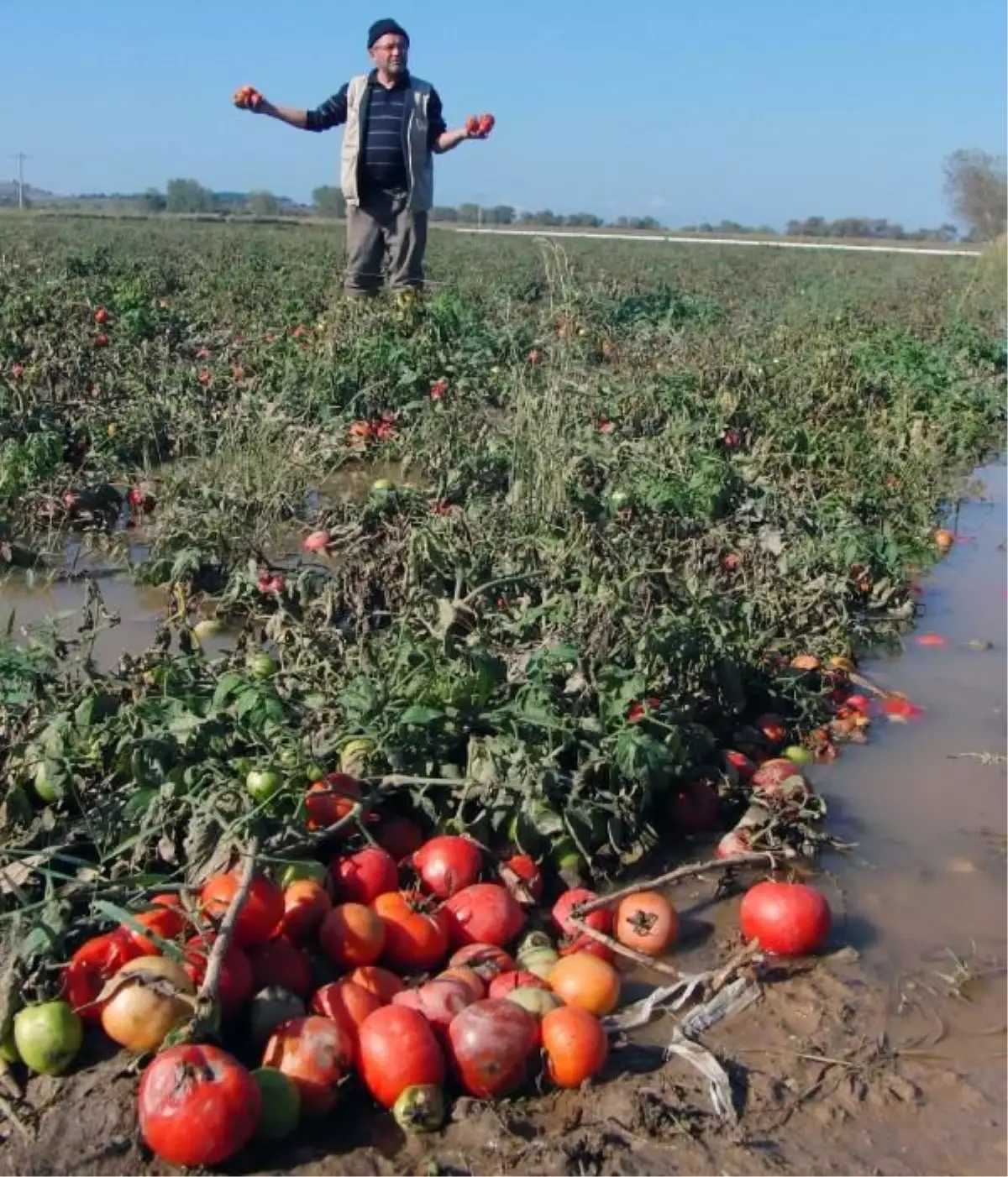 Kuvvetli Yağışların Üreticiye Etkisi
