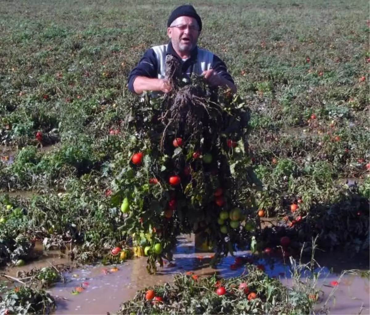 Güney Marmara\'daki Kuvvetli Yağışların Üreticiye Etkisi