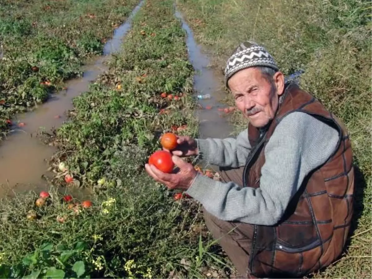 Güney Marmara\'daki Kuvvetli Yağışların Üreticiye Etkisi