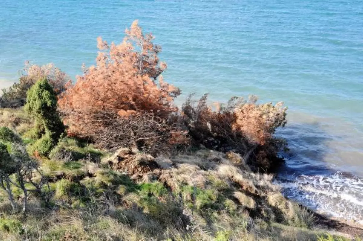 Heyelan Çam Ağaçlarını Denize Sürükledi