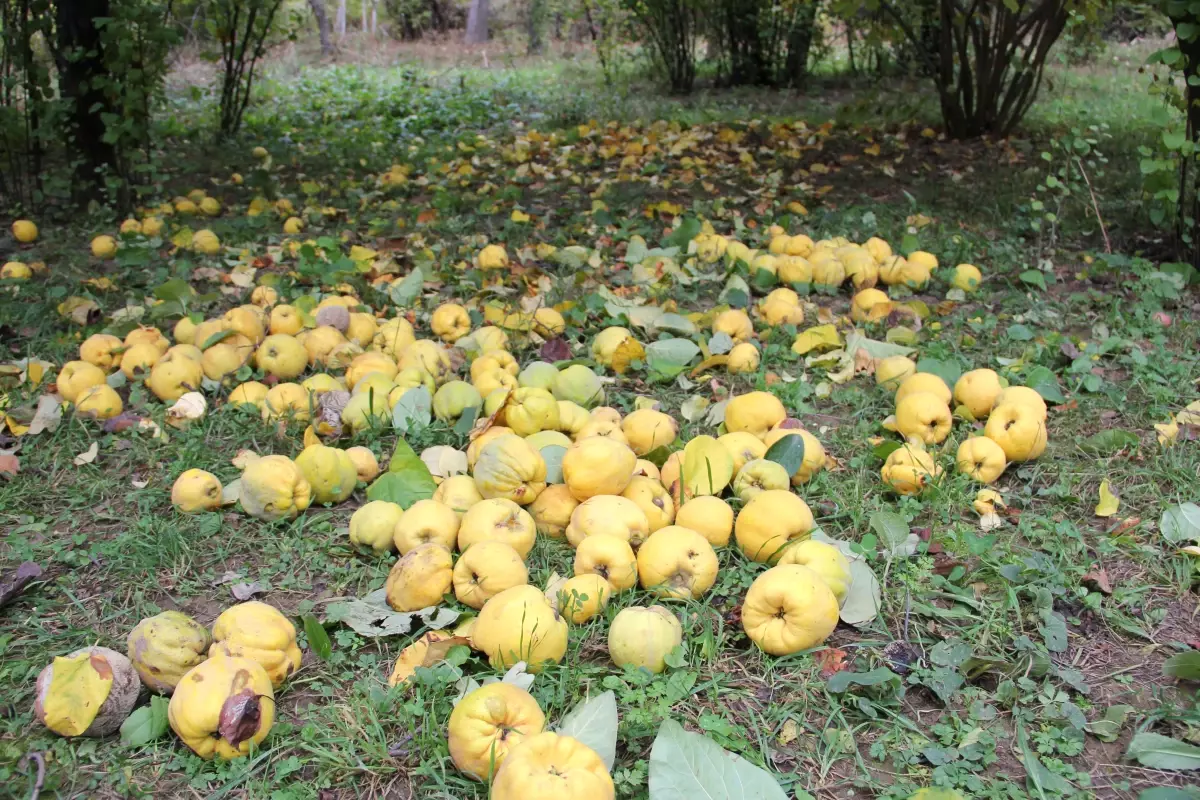 Kahramanmaraş\'tan Ayva İhracatı