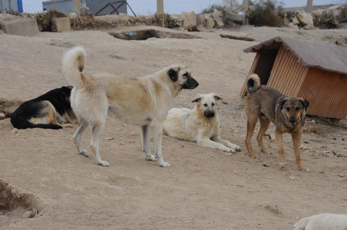 Nevşehir\'de Köpeklere \'Microchip\'li Takip