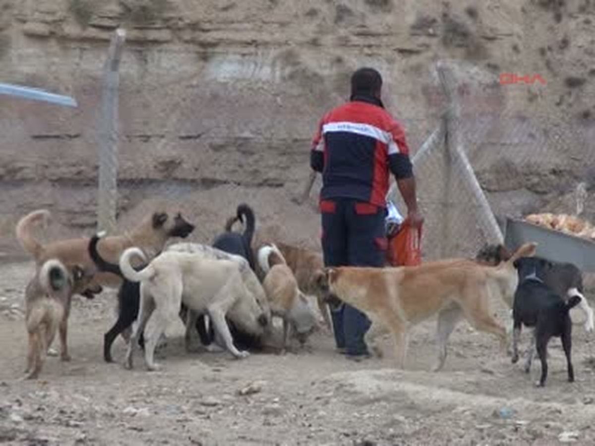 Köpeklere \'Microchip\'li Takip