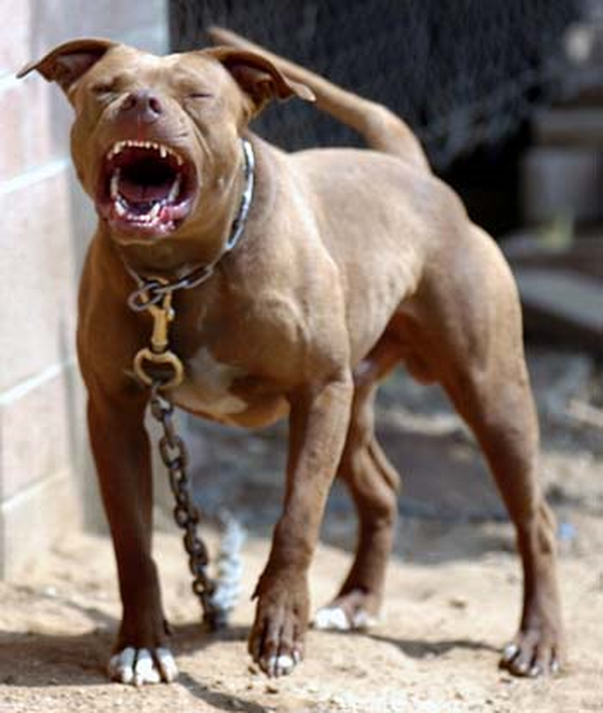 Batman'da Pitbull Saldırısı