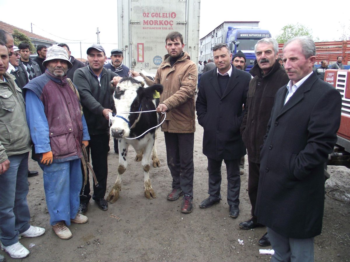 Kulu\'da 156 Gebe Düve Dağıtıldı