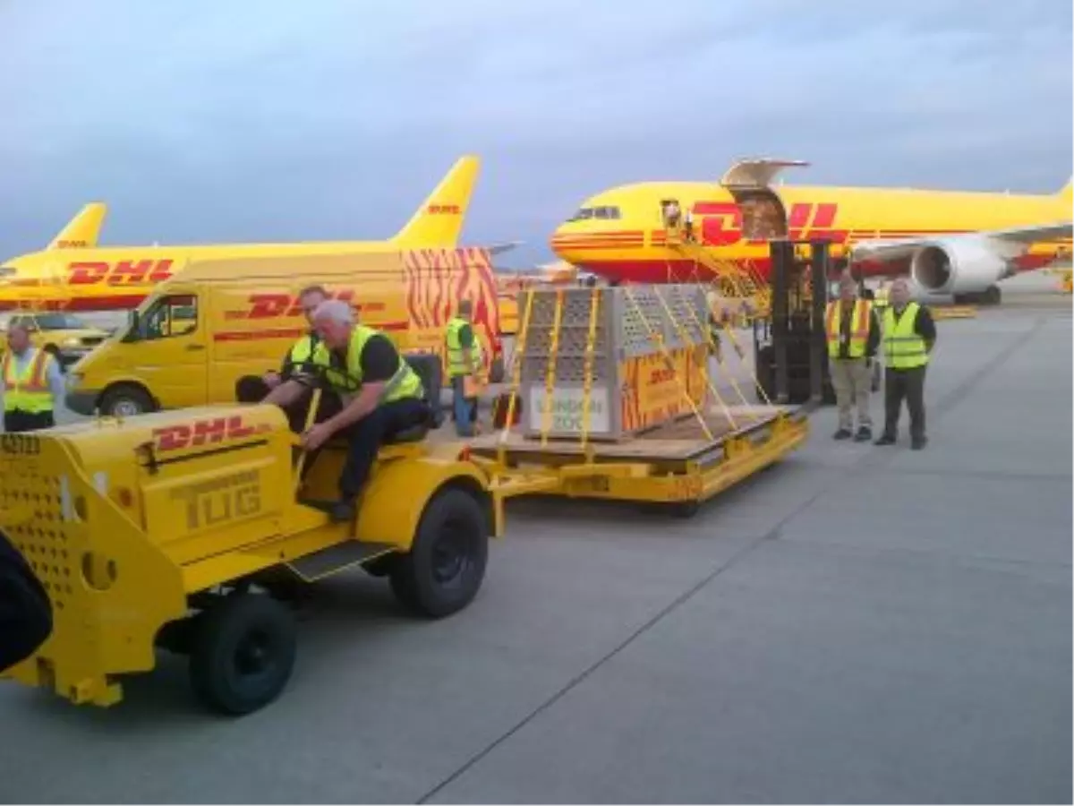 Nesli Tükenmekte Olan Kaplanlar, DHL Express ile Londra\'da