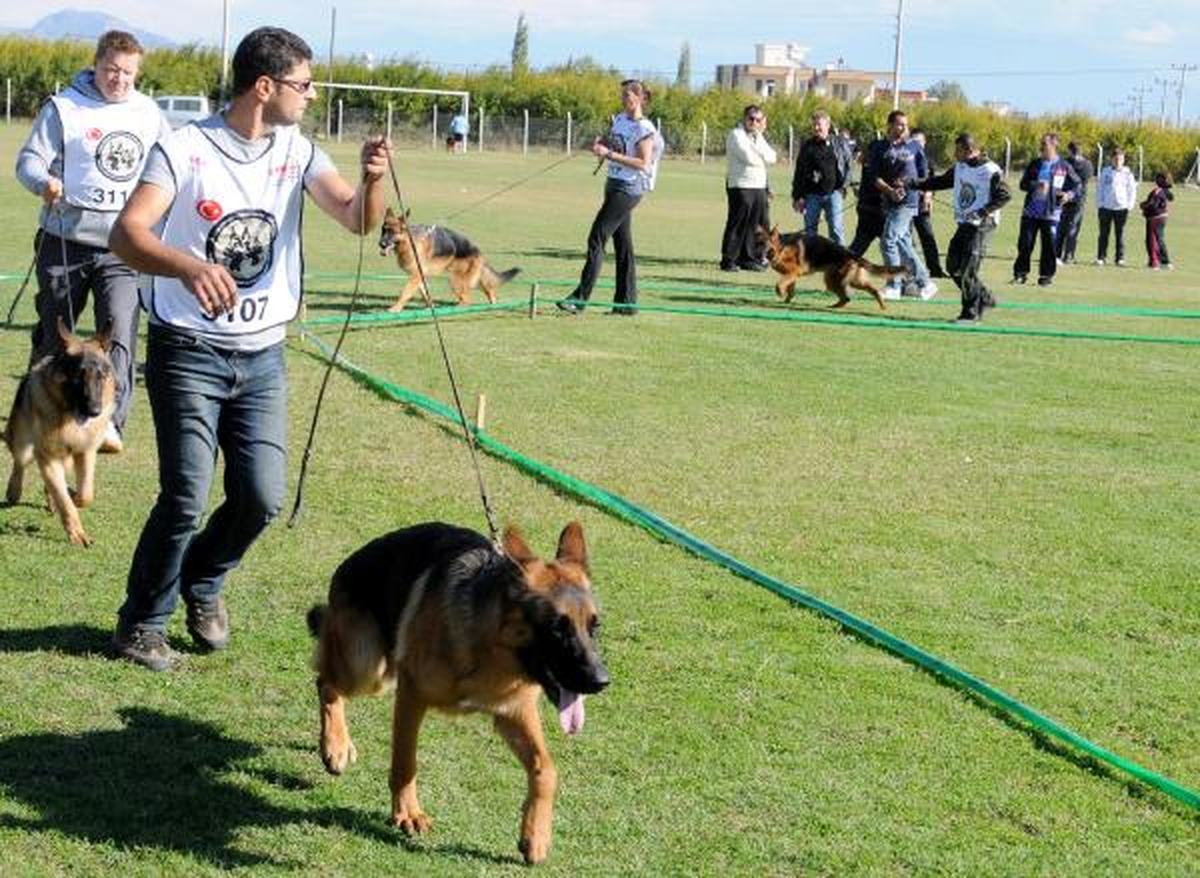 Alman Çoban Köpekleri Yarıştırıldı