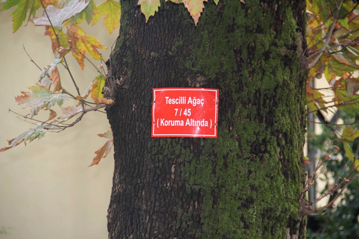 Tescilli Ağaçlara Tabela