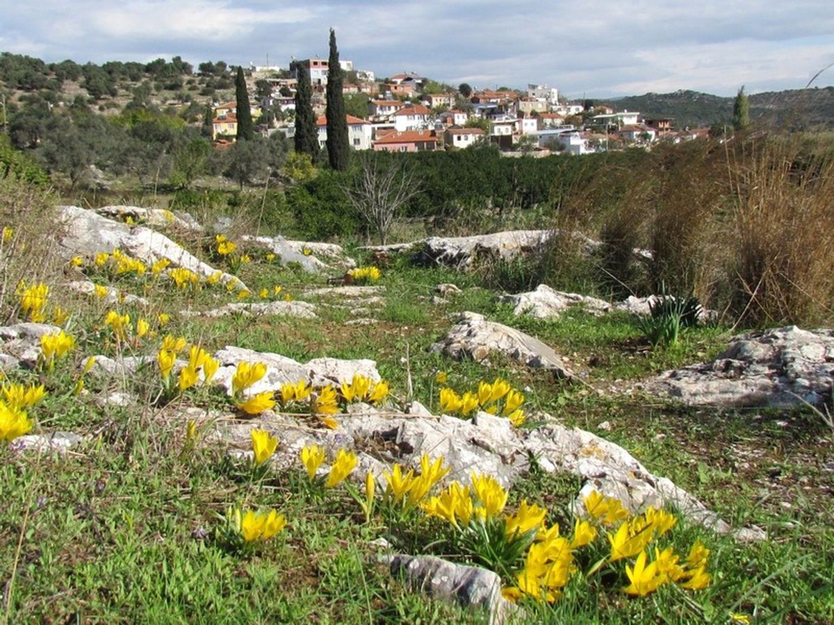 Zeytinköy Sarıya Boyandı