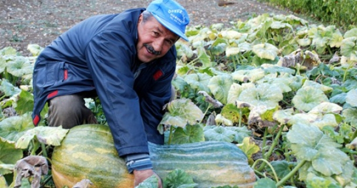 45 Kilogramlık Bal Kabağı