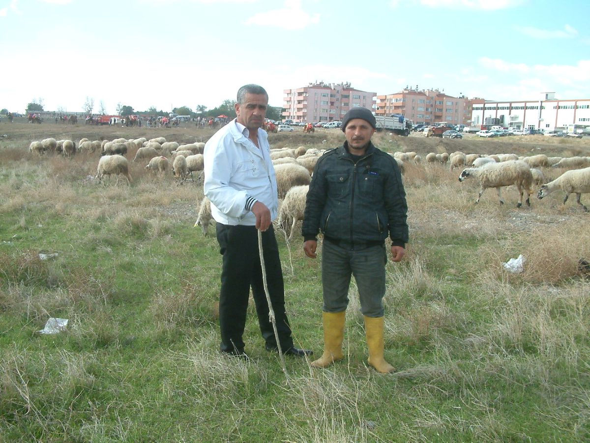 Burhaniye\'de Son Yağışlar Meraları Yeşertti