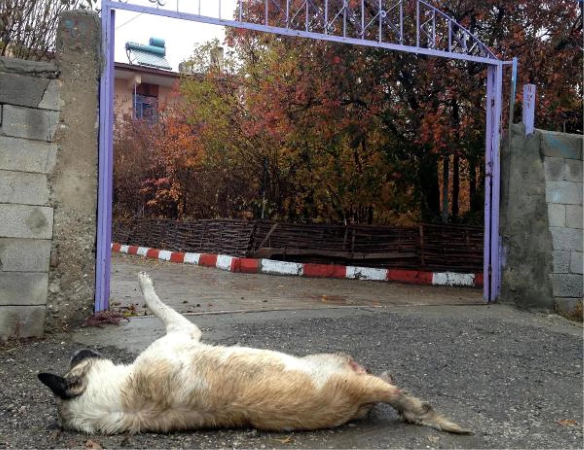 Erzurum\'da Yine Köpek Katliamı