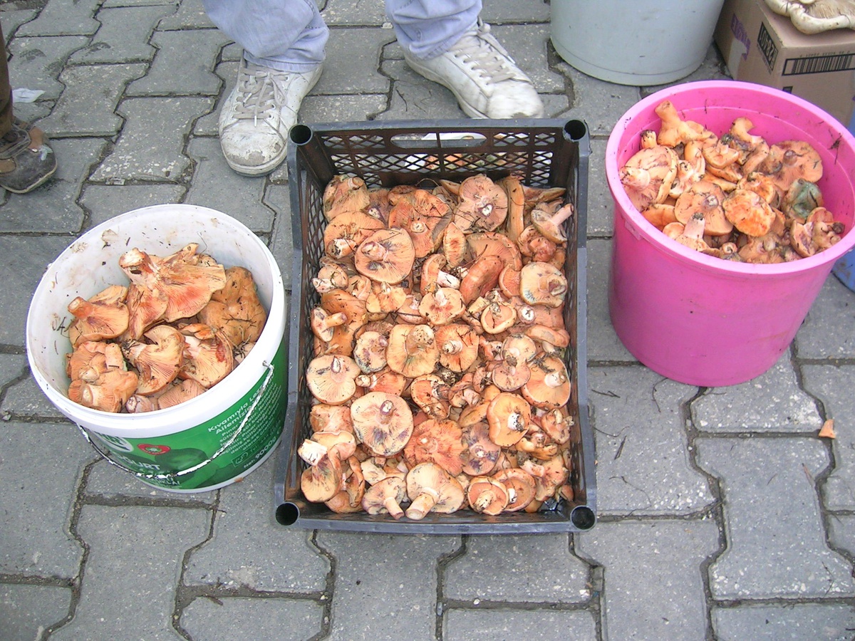 Kanlıca Mantarı 13 TL\'den Alıcı Buluyor
