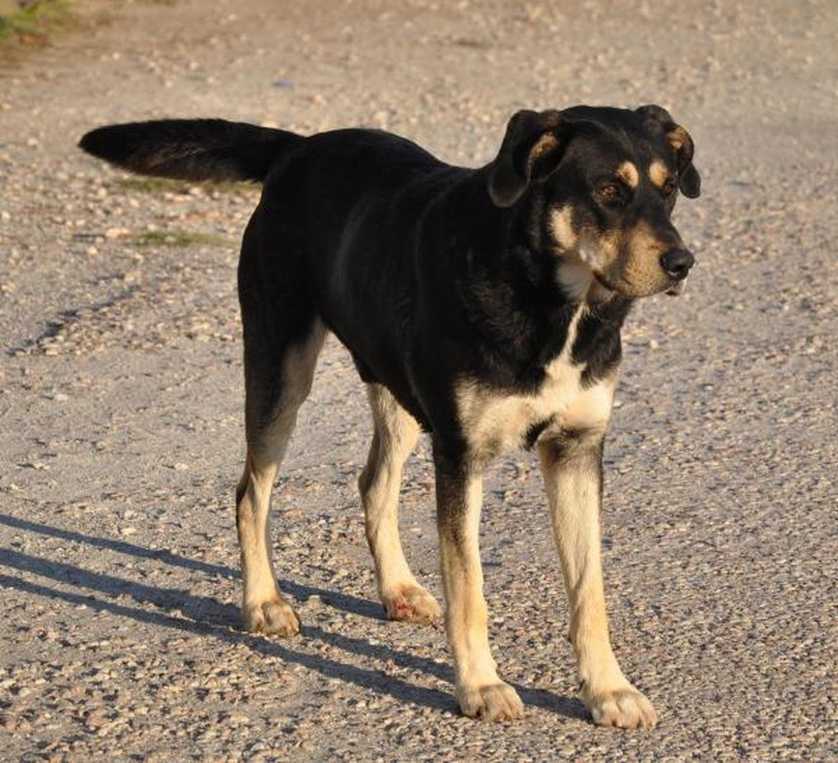 Köpekler Kümesi Talan Etti