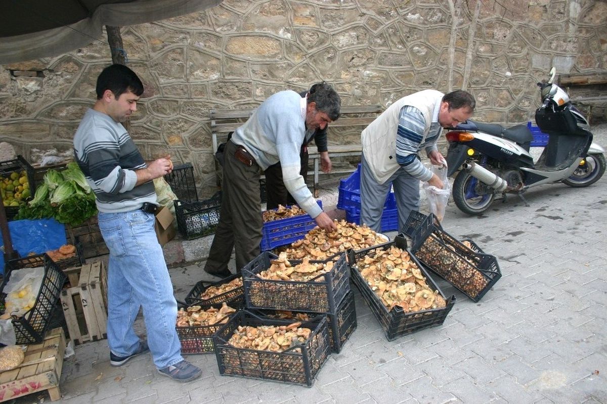 Melki, Cep Yakıyor