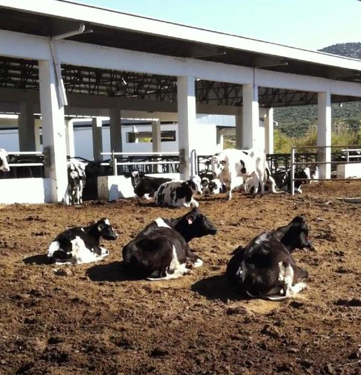 138 İnekten 60\'a Yakını Açlıktan Telef Oldu